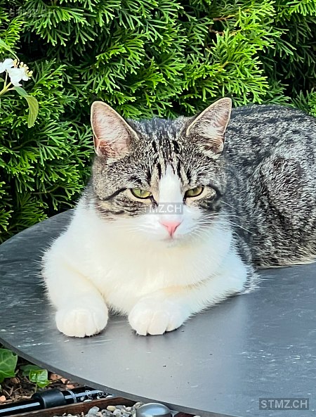 M. — Hauskatze ♀, Vermisst seit 26.12.2024, Adligenswil (LU)