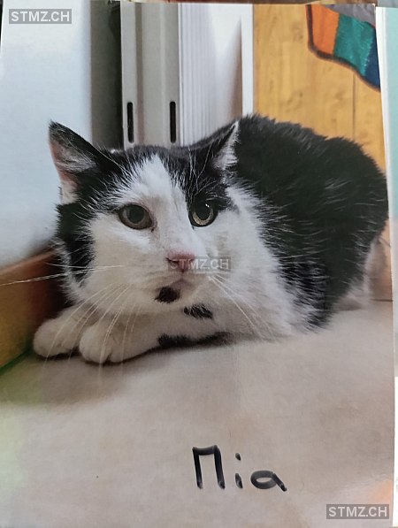 Mia — Hauskatze ♀, Vermisst seit 01.06.2025, Clarens (VD)