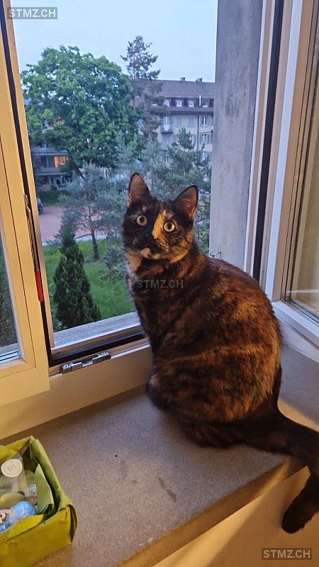 Nala — Hauskatze ♀, Vermisst seit 05.07.2025, Winterthur (ZH)