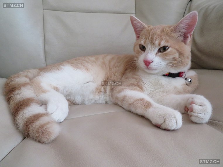 Lulu — Hauskatze ♀, Vermisst seit 05.07.2025, Reinach AG (AG)