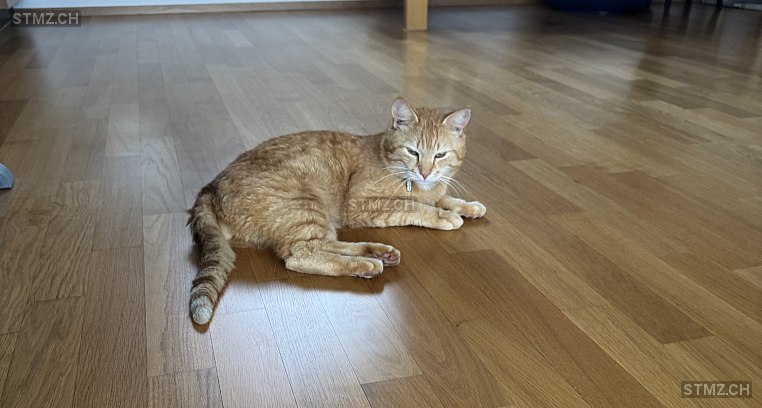 Inti — Hauskatze ♂, Vermisst seit 28.06.2025, Eschenbach LU (LU)