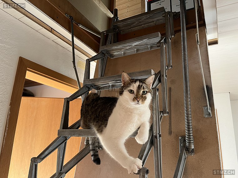 Cherry — Hauskatze ♀, Vermisst seit 31.01.2025, Thayngen (SH)