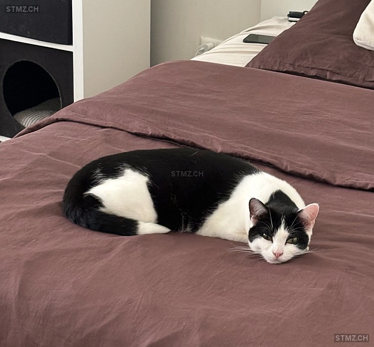 Nio — Hauskatze ♂, Vermisst seit 01.07.2025, Kölliken (AG)