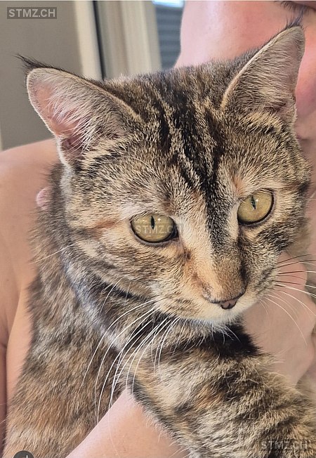 Cinni (Cinnamon) — Hauskatze ♀, Vermisst seit 03.07.2025, Kriens (LU)