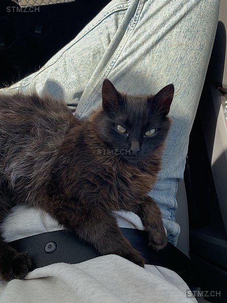 Souris — Hauskatze ♀, Vermisst seit 04.07.2025, Fanas (GR)