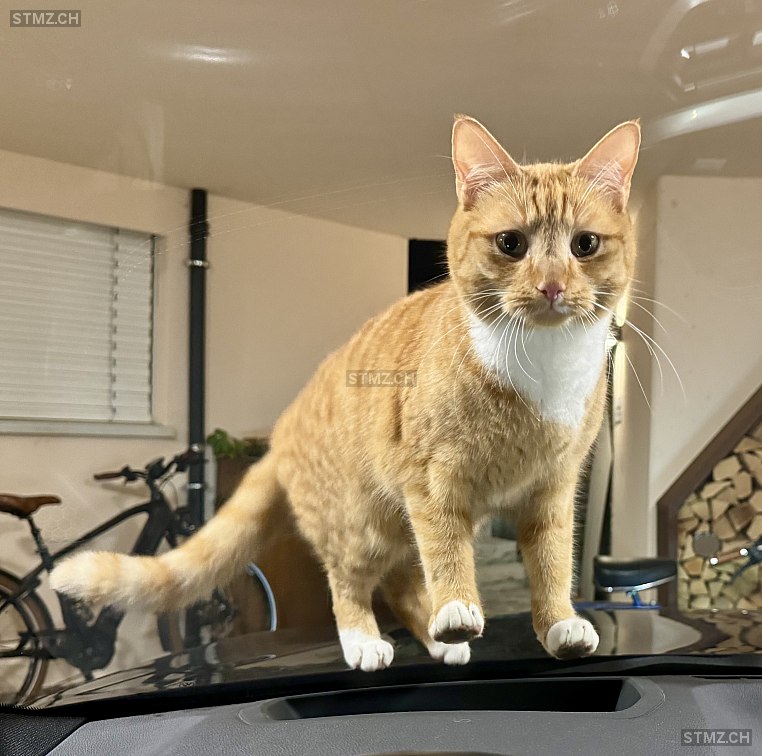 Stitsch — Hauskatze ♂, Vermisst seit 05.07.2025, Löhningen (SH)