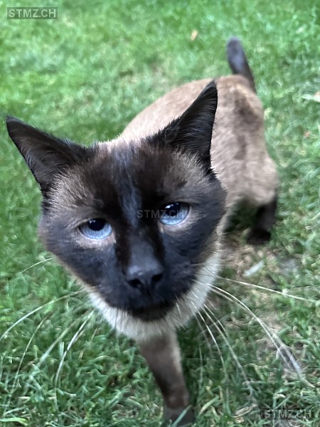 Levy — Siamkatze ♂, Vermisst seit 15.03.2024, Zizers (GR)