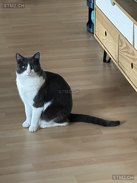 Luno — Hauskatze ♂, Vermisst seit 08.07.2025, Tagelswangen (ZH)