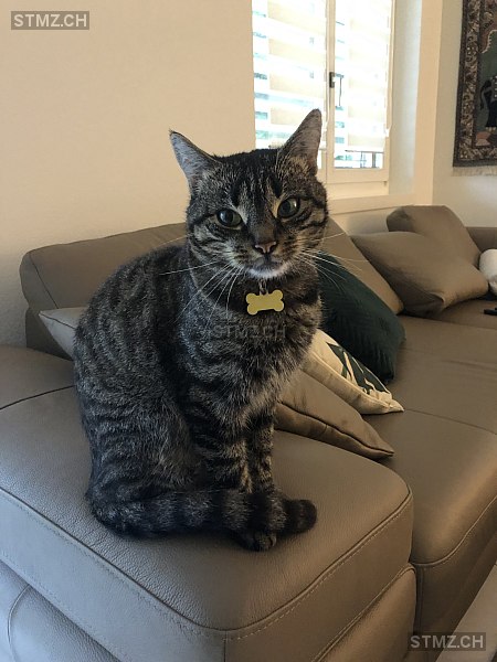 Miro — Hauskatze ♂, Vermisst seit 04.07.2025, Emmenbrücke (LU)