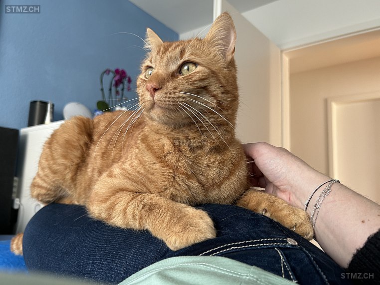 Rosso — Hauskatze ♂, Vermisst seit 08.07.2025, Sattel (SZ)