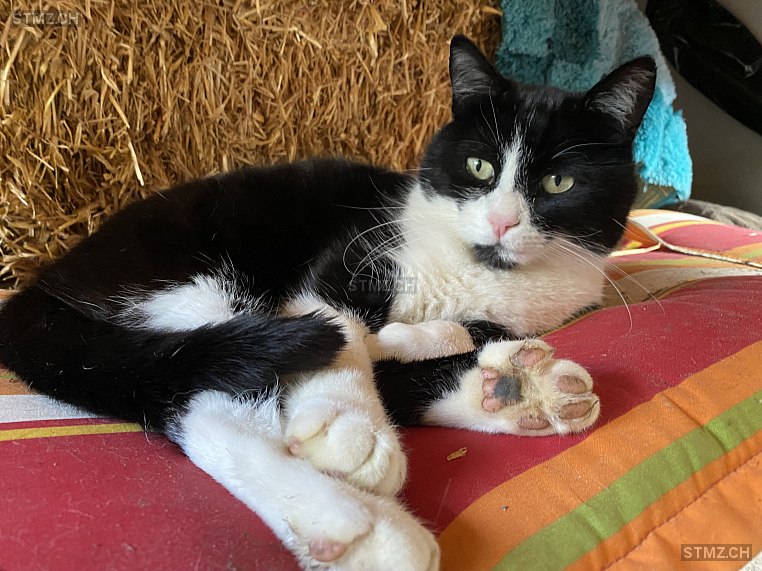 Bubi — Hauskatze ♂, Vermisst seit 07.07.2025, Cazis (GR)