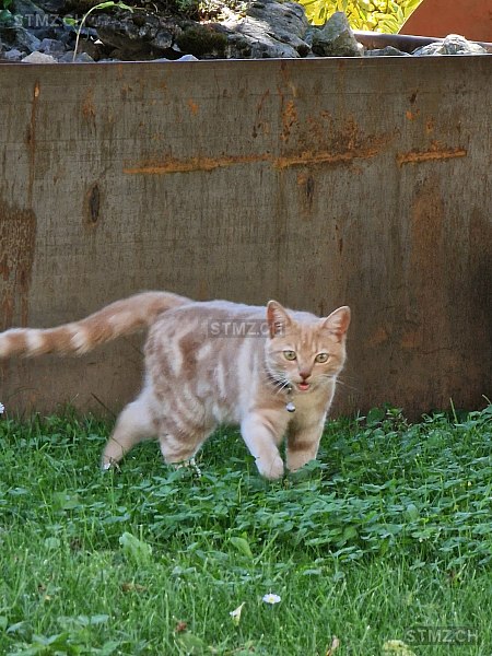 Linda — Hauskatze ♀, Vermisst seit 09.07.2025, Heimberg (BE)