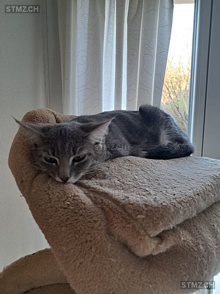 Vermisste Katzen #375830 — Hauskatze ♀, Vermisst seit ?, Les Reussilles (BE)