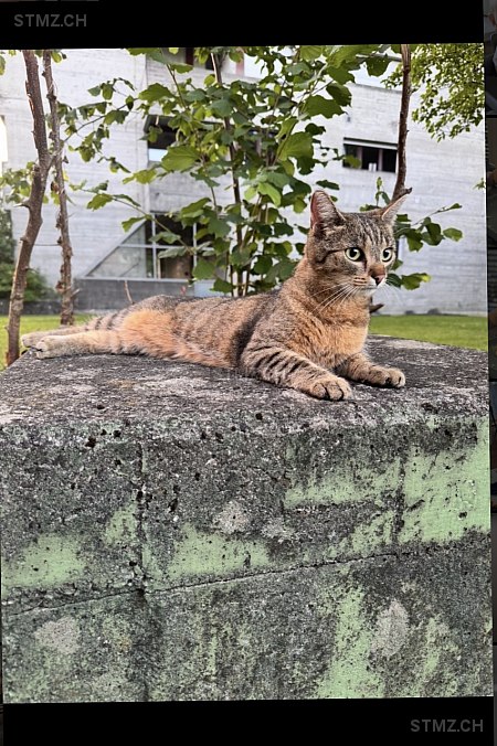 Cleo — Hauskatze ♀, Vermisst seit 10.07.2025, Niederuzwil (SG)