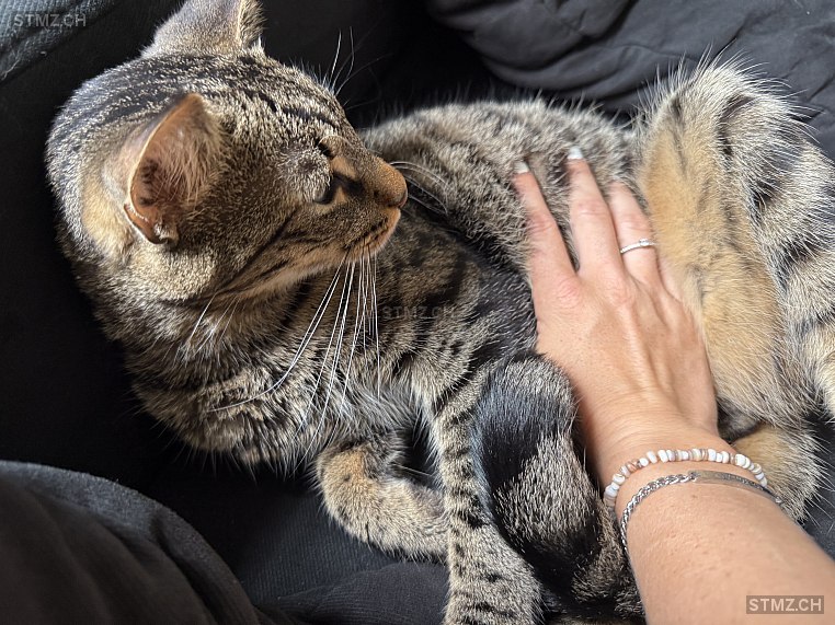 Bänz — Hauskatze ♂, Vermisst seit 09.07.2025, Oberburg (BE)