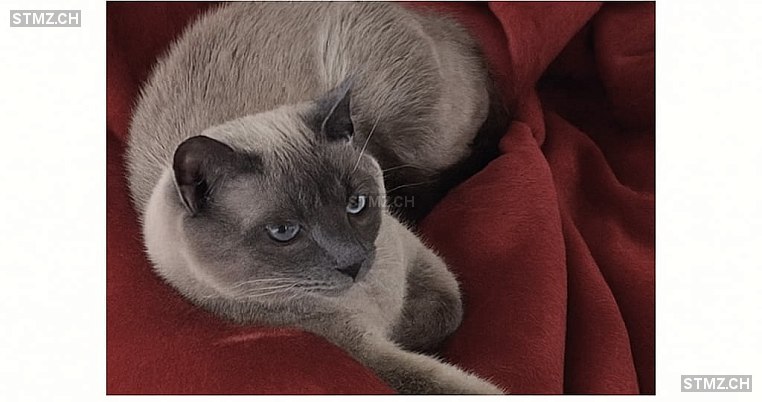 Tommy — Ragdoll Blue Mitted ♂, Vermisst seit 03.07.2025, Windisch (AG)