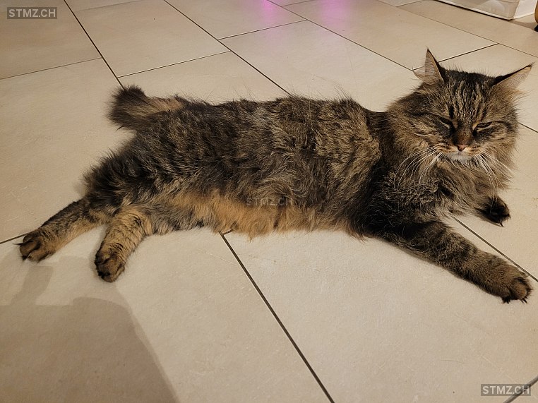 Grisly — Hauskatze ♂, Vermisst seit 10.07.2025, Hermetschwil-Staffeln (AG)