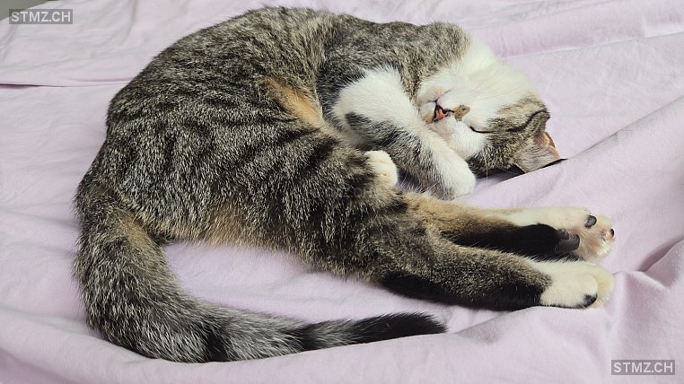 Chupa — Hauskatze ♀, Vermisst seit 11.07.2025,  ()