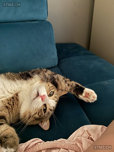 Bobby — Hauskatze ♂, Vermisst seit 12.07.2025, Winterthur (ZH)