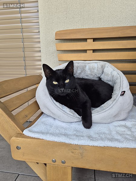 Nero — Hauskatze ♂, Vermisst seit 12.07.2025, Uznach (SG)