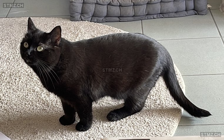 Bagheera — Hauskatze ♀, Vermisst seit 06.07.2025, Oberstammheim (ZH)