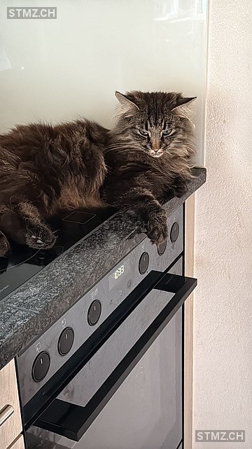 Jay — Norwegische Waldkatze ♀, Vermisst seit 11.07.2025, Amden (SG)