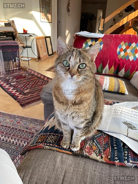 Fatima — Hauskatze ♀, Vermisst seit 01.07.2025, Schwarzenburg (BE)