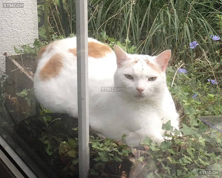 Joschi — Hauskatze ♂, Vermisst seit 15.07.2025, Turbenthal (ZH)