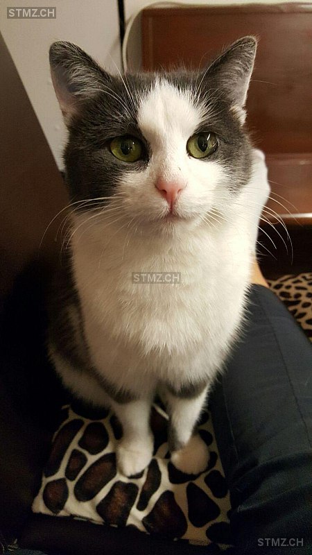 Zaza — Hauskatze ♀, Vermisst seit 28.06.2025, Wettswil (ZH)