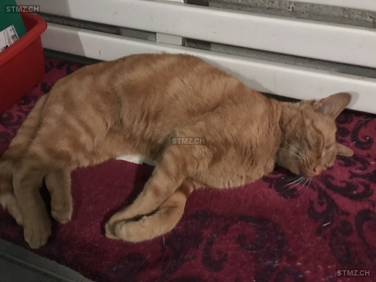 Sämi — Hauskatze ♂, Vermisst seit 15.06.2025, Ottenbach (ZH)