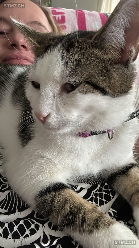 Eowin — Hauskatze ♀, Vermisst seit 12.07.2025, Bremgarten AG (AG)