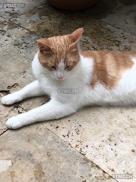 Macchiato — Hauskatze ♂, Vermisst seit 07.07.2025, Arlesheim (BL)