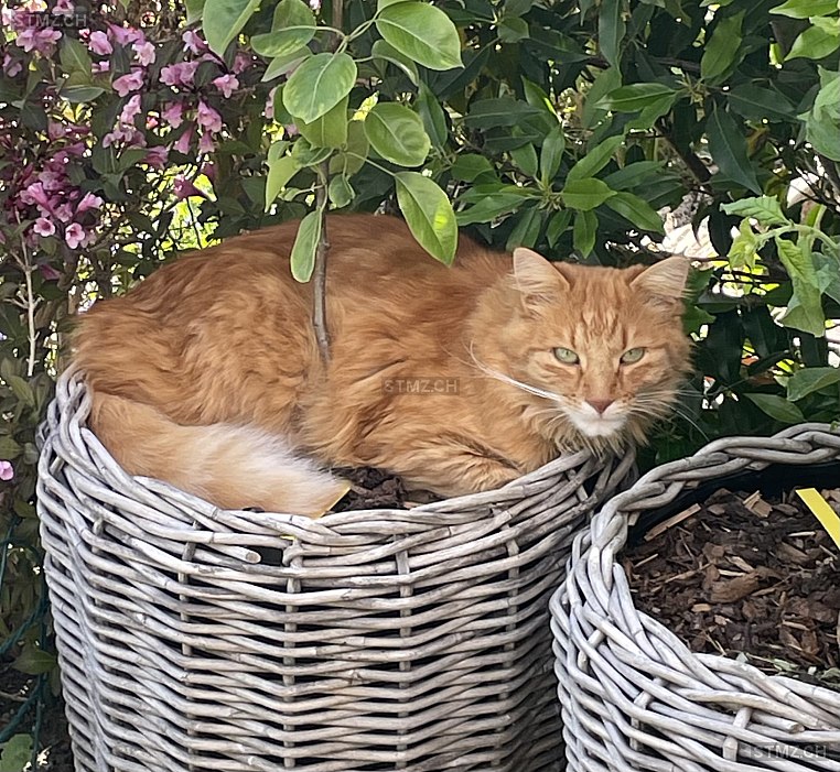 Simba — Hauskatze ♂, Vermisst seit 13.07.2025, Berg TG (TG)