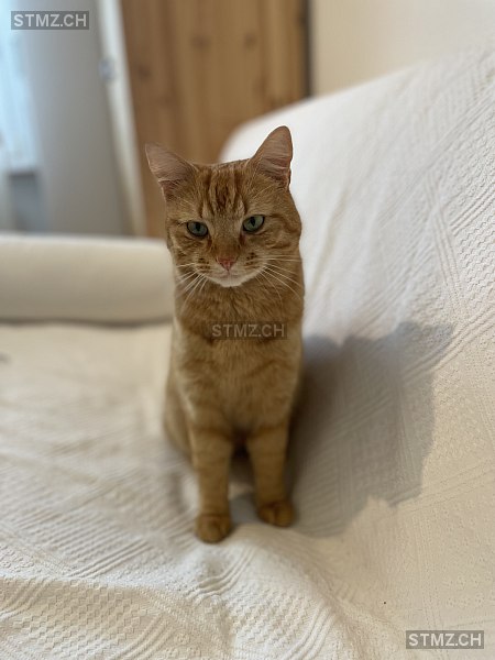 Lio — Hauskatze ♂, Vermisst seit 09.07.2025, Köniz (BE)