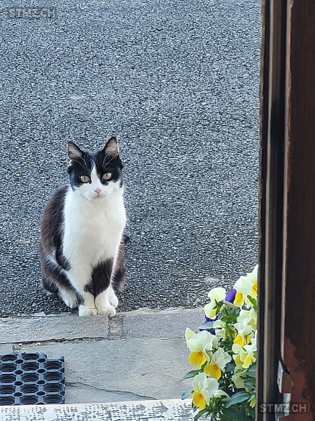 Ninja — Hauskatze ♀, Vermisst seit 15.07.2025, Nyon (VD)