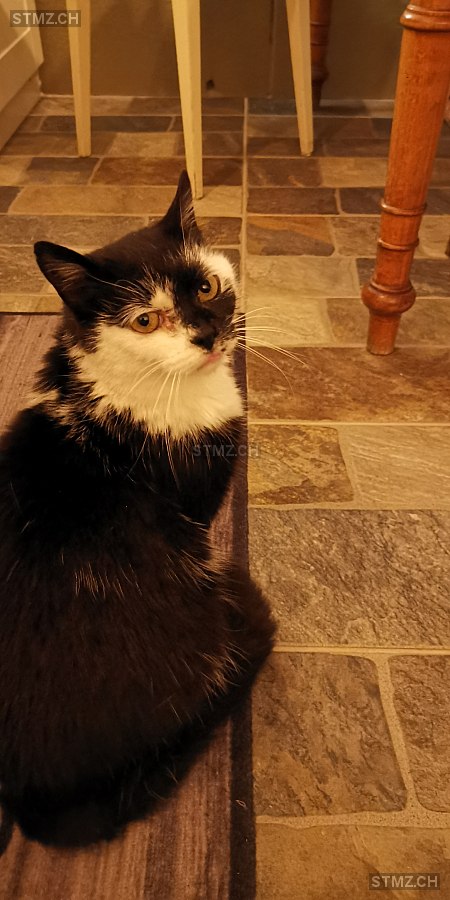 Tschatta — Hauskatze ♀, Vermisst seit 23.06.2025, Surin (GR)