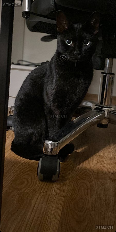 Leo — Bengalen ♂, Vermisst seit 10.06.2025, Zürich (ZH)