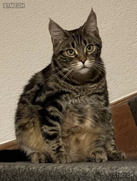 Rocky — Katze ♂, Vermisst seit 12.07.2025, Wädenswil (ZH)