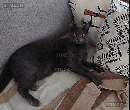 Capsule — Hauskatze ♂, Vermisst seit 09.06.2025, Tavannes (BE)