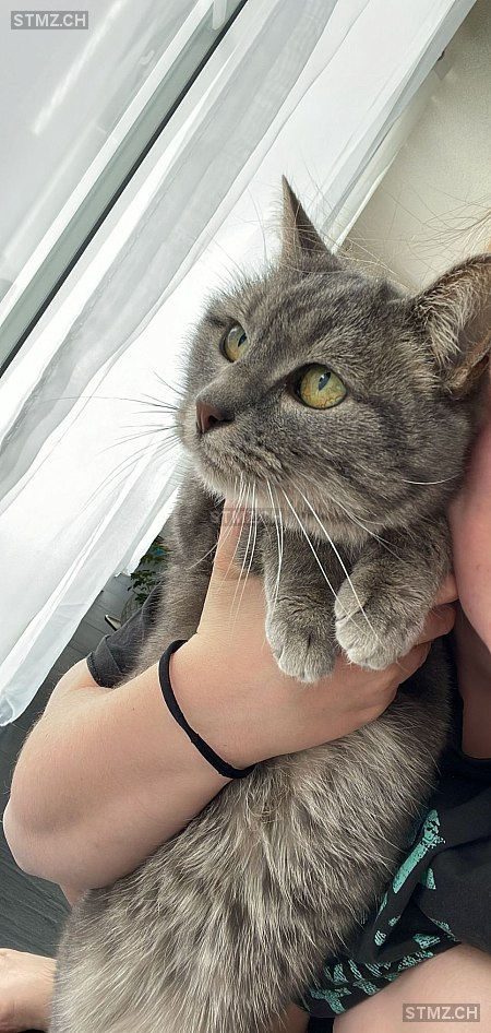 Bibe — Hauskatze ♀, Vermisst seit 15.07.2025, Büren zum Hof (BE)