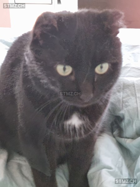 Momo — Hauskatze ♂, Vermisst seit 30.06.2025, Oberkirch LU (LU)