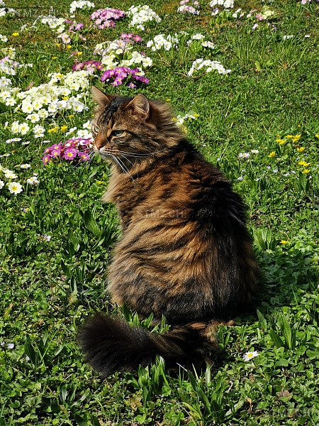 Lou — Hauskatze ♂, Vermisst seit 10.04.2025, Zumikon (ZH)