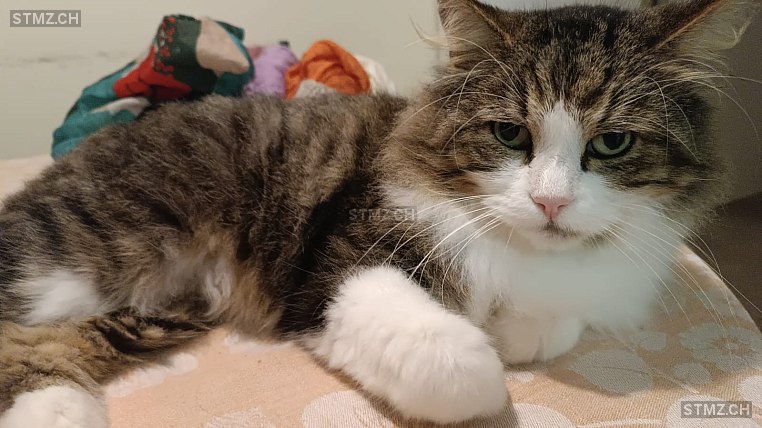 Balu — Maine Coon ♂, Vermisst seit 01.07.2025, Brugg AG (AG)