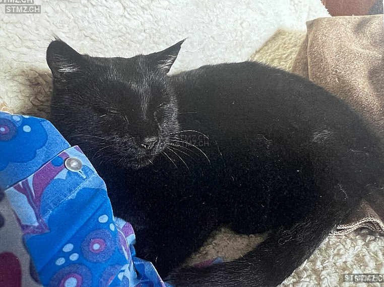 Salem — Hauskatze ♂, Vermisst seit 17.07.2025, Zeihen (AG)