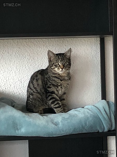 Bounty — Hauskatze ♂, Vermisst seit 16.07.2025, Lufingen (ZH)