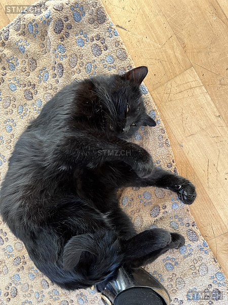Bagheera — Hauskatze ♂, Vermisst seit 01.07.2025, Arlesheim (BL)