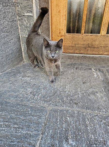 Zara — Hauskatze ♀, Vermisst seit 19.07.2025, Tecknau (BL)