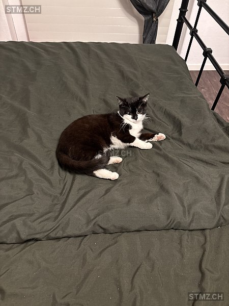 Kätzlii — Hauskatze ♀, Vermisst seit 20.07.2025, Reichenburg (SZ)