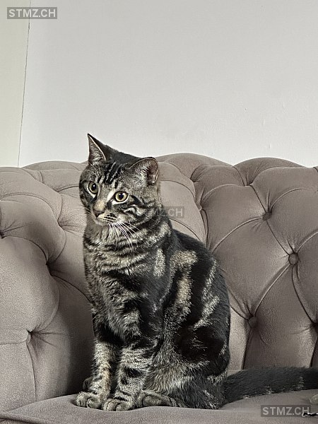 Toby — Hauskatze ♂, Vermisst seit 13.07.2025, Olten (SO)