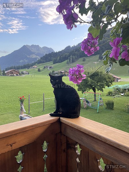 Luna — Hauskatze ♀, Vermisst seit 16.07.2025, Gstaad (BE)
